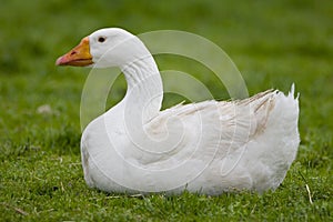 Domestic Goose