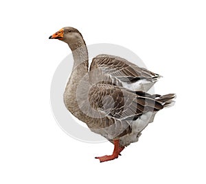 Domestic Goose