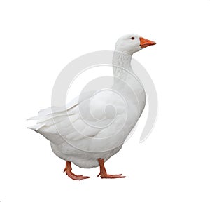 Domestic Goose