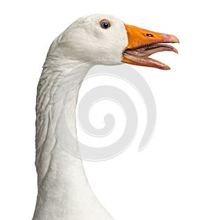 Domestic goose, Anser anser domesticus, clucking, isolated