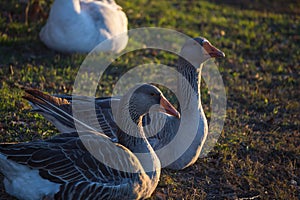 Domestic goose, Anser anser domesticus photo