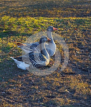 Domestic goose, Anser anser domesticus on the grass photo