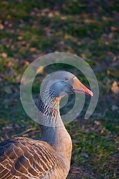 Domestic goose photo