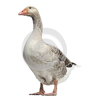 Domestic goose, Anser anser domesticus, isolated