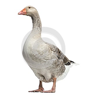 Domestic goose, Anser anser domesticus, isolated photo