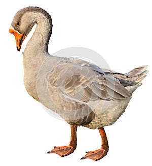 Domestic goose, Anser anser domesticus, isolated