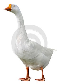 Domestic goose, Anser anser domesticus, isolated