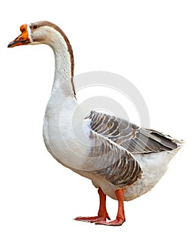 Domestic goose, Anser anser domesticus, isolated on white background