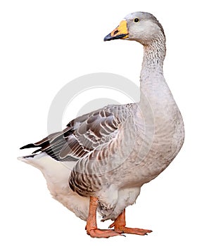 Domestic goose, Anser anser domesticus, isolated on white background