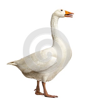 Domestic goose, Anser anser domesticus, standing and clucking photo