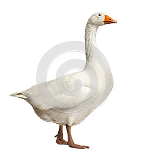 Domestic goose, Anser anser domesticus, standing, isolate