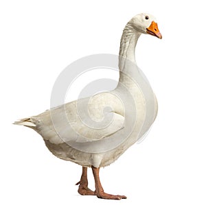Domestic goose, Anser anser domesticus,standing and looking down