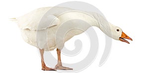 Domestic goose, Anser anser domesticus, standing and looking down