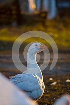 Domestic goose, Anser anser domesticus photo