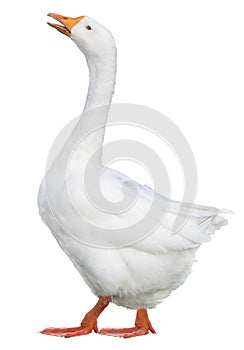 Domestic goose, Anser domesticus, isolated on white background