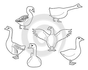 Domestic Goose Cute Cartoon Vector Coloring Book