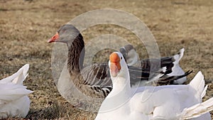 Domestic goose in farm lands in Michigan countryside