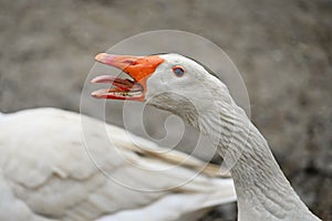 Domestic goose. Funny portrait of an animal on a farm