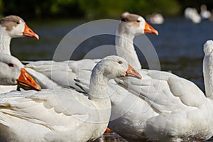 A domestic goose is a goose that humans have domesticated and kept for their meat, eggs, or down feathers. Domestic geese have photo