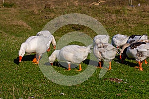 A domestic goose is a goose that humans have domesticated and kept for their meat, eggs, or down feathers. Domestic geese have photo