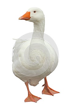 Domestic Goose Isolated photo