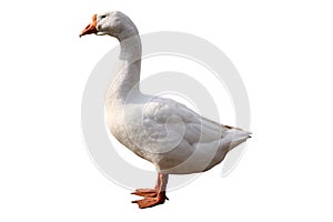 Domestic goose isolated