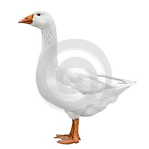 Domestic goose isolated on white