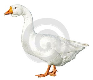 Domestic goose isolated on white background