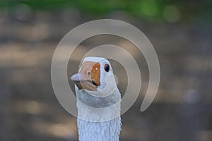 Domestic goose looks funny doing funny faces, white head with orange beak, farm long neck animals