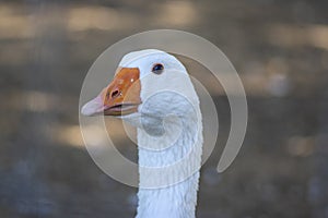 Domestic goose looks funny doing funny faces, white head with orange beak, farm long neck animals