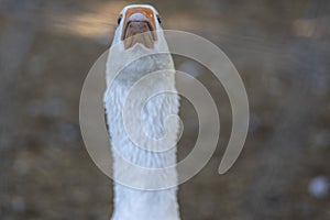 Domestic goose looks funny doing funny faces, white head with orange beak, farm long neck animals with opened beak