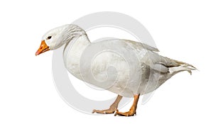 Domestic goose standing against white background