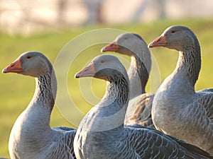 Domestic gooses on a farm close up
