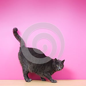 Domestic gray cat