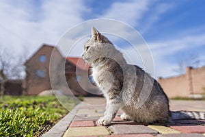 Domestic gray cat sits in the yard near the house in spring