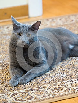 Domestic grey cat