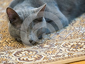 Domestic grey cat