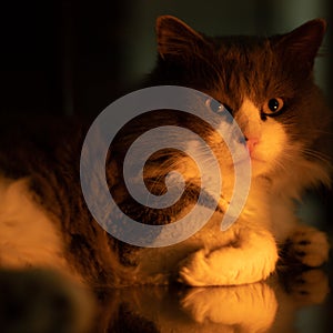 Domestic grey cat lying on a glass surface. Turkish angora breed