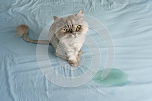 Domestic grey cat sitting near wet or piss spot on the bed. Cat peeing or urinating on bed at home. Bad cat behaviour photo