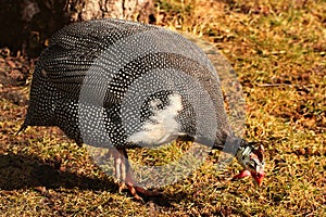 Domestic guinea fowl, or pearl hen, a domesticated form of the helmeted guineafowl Numida meleagris on green grass