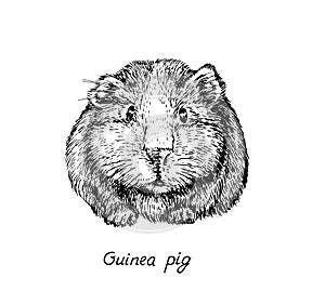 Domestic guinea pig Cavia porcellus, domestic cavy front view, hand drawn gravure style, vector sketch illustration