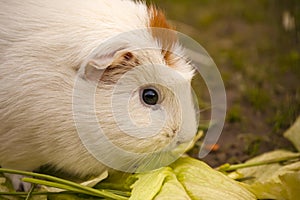Domestic guinea pig / Cavia porcellus eating salat photo