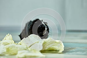 Domestic guinea pig or cavy eating cabbage leaf food at home, domestic pet feeding cavy,  Funny pet,