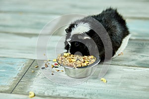 Domestic guinea pig or cavy eating dry grain food from metal bowl at home