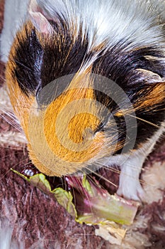 Domestic guinea pigs Cavia porcellus eating