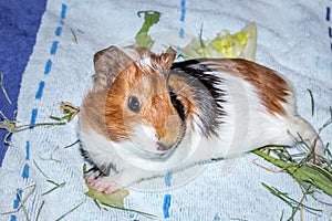 Domestic guinea pigs Cavia porcellus eating treats on a bed