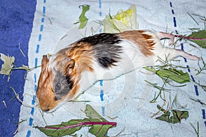 Domestic guinea pigs Cavia porcellus eating treats on a bed