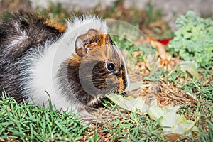 Domestic guinea pigs Cavia porcellus eating vegetables on a grass