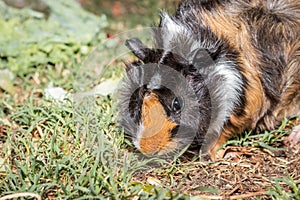 Domestic guinea pigs Cavia porcellus eating vegetables on a grass