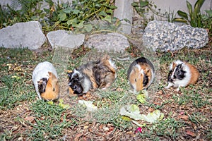 Domestic guinea pigs Cavia porcellus eating vegetables on a grass